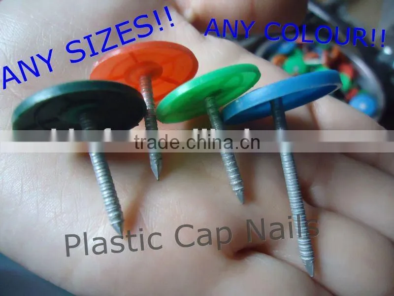 Torx Roofing Screw Nails with Plastic Caps china supplier on hot sale