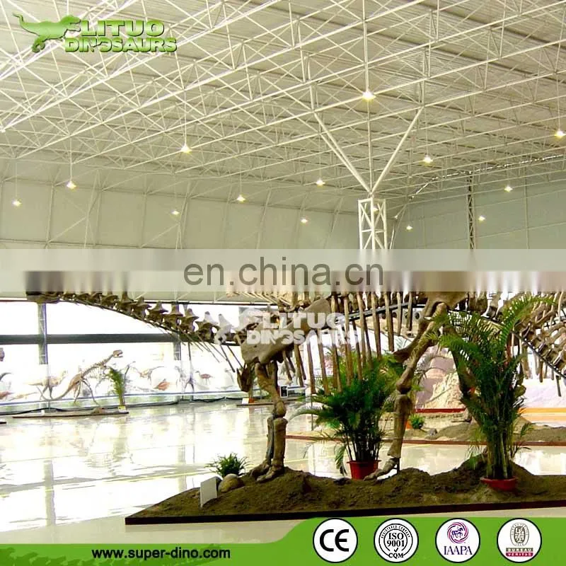 Museum Display Actual Size Dinosaur Skeleton