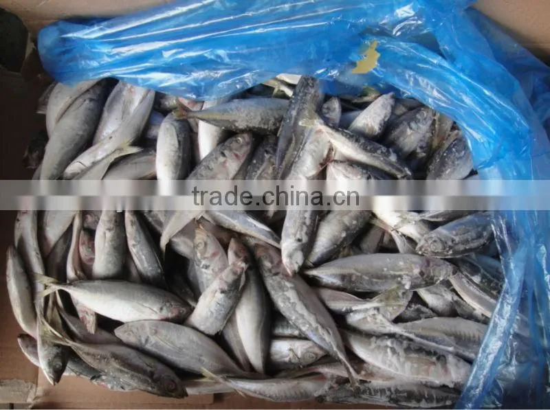 Whole Round Scad Fish