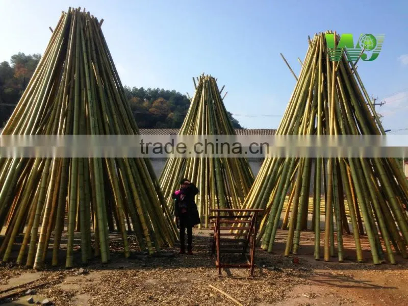 Moso bamboo pole big bamboo pole