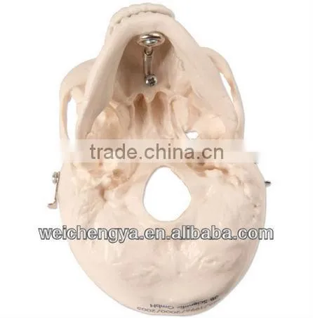 Miniature Plastic Human Skull Model
