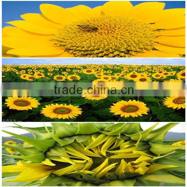 wholesale sunflower seeds 5009 for human consumption