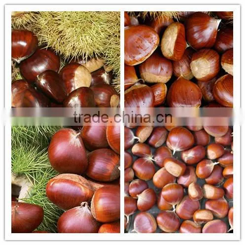 High quality Fresh chestnuts for sale