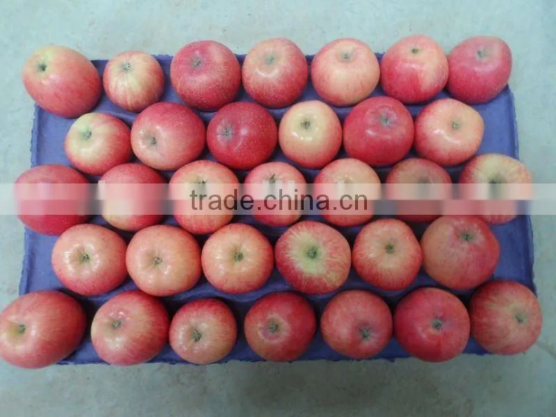 2015 shandong FUJI APPLE