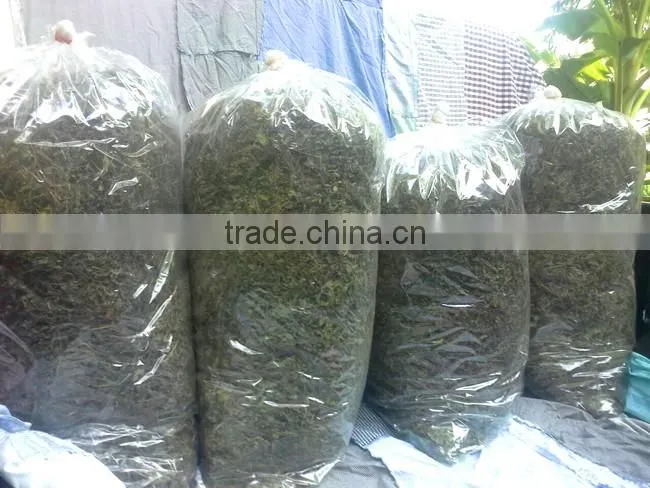 Dried Thai herbal Kaempferia Parviflora Black Ginger Root