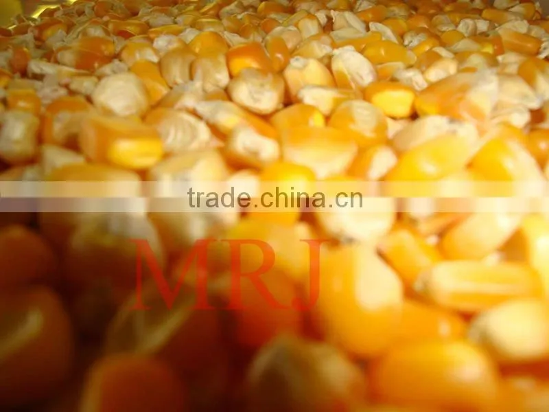 Indian Yellow Maize