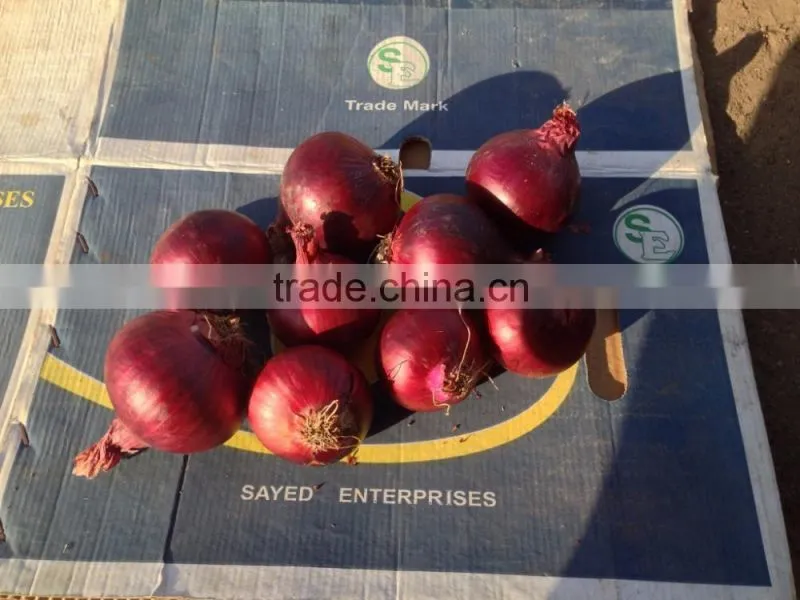 super quality grade a egyptian onions