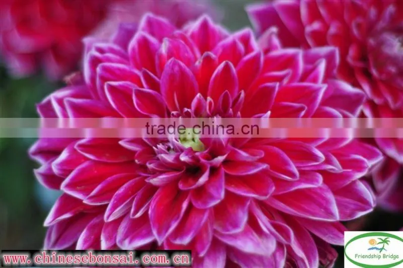 Fresh cut flower Gerbera