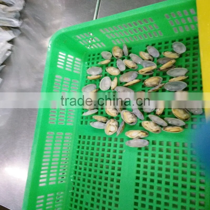 VACCUM CLAM FROM CHINA FOR EXPORT