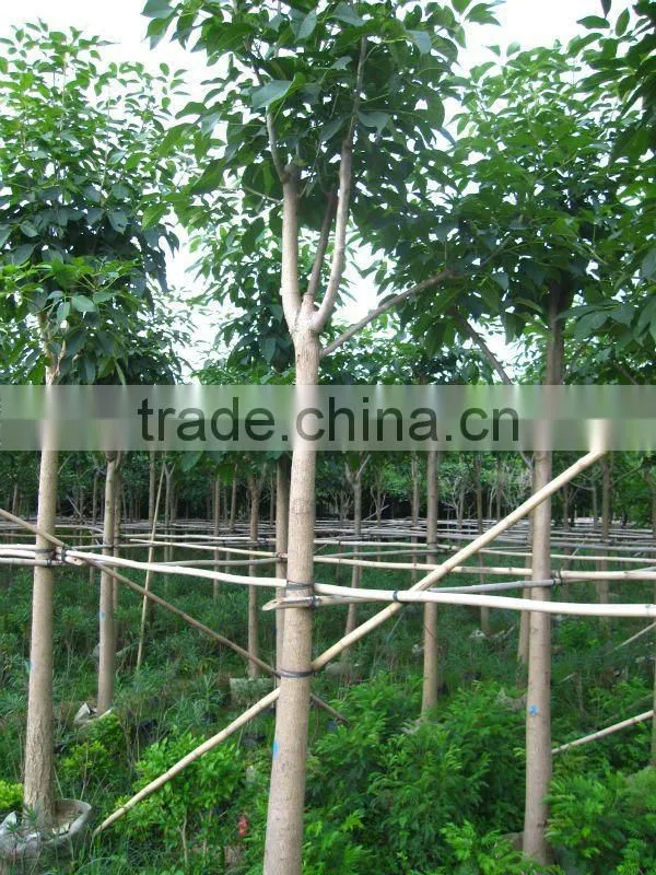Tabebuia flower outdoor plants