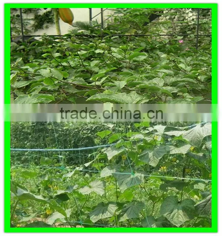 100% new material PE plastic tomato climbing net add UV additives