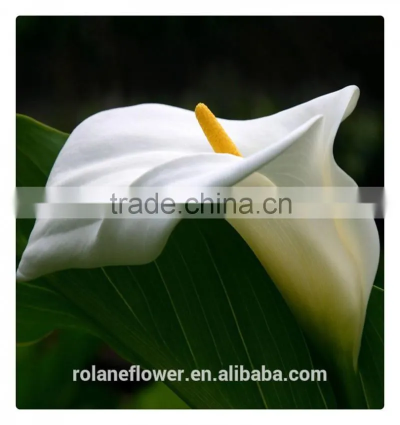 Beautiful Natural fresh cut colorful calla lily flowers for decoration