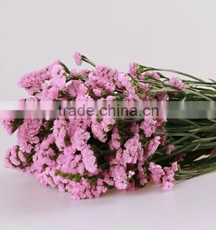 bulk supply decorative flower fresh cut green color forget me not flowers