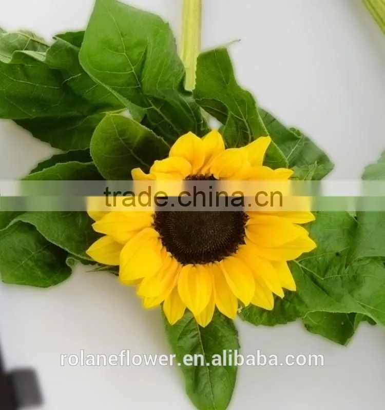 Good Smell Peonies Cut Flowers Chinese Sunflower From Kunming