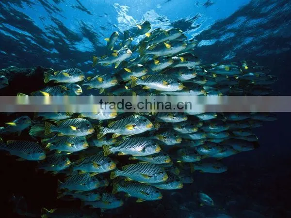 High Quality PVC UV Sterilizer for Seawater Treatment