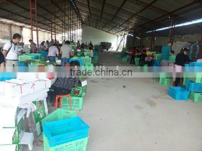 import china products fresh cherry high quality bagged
