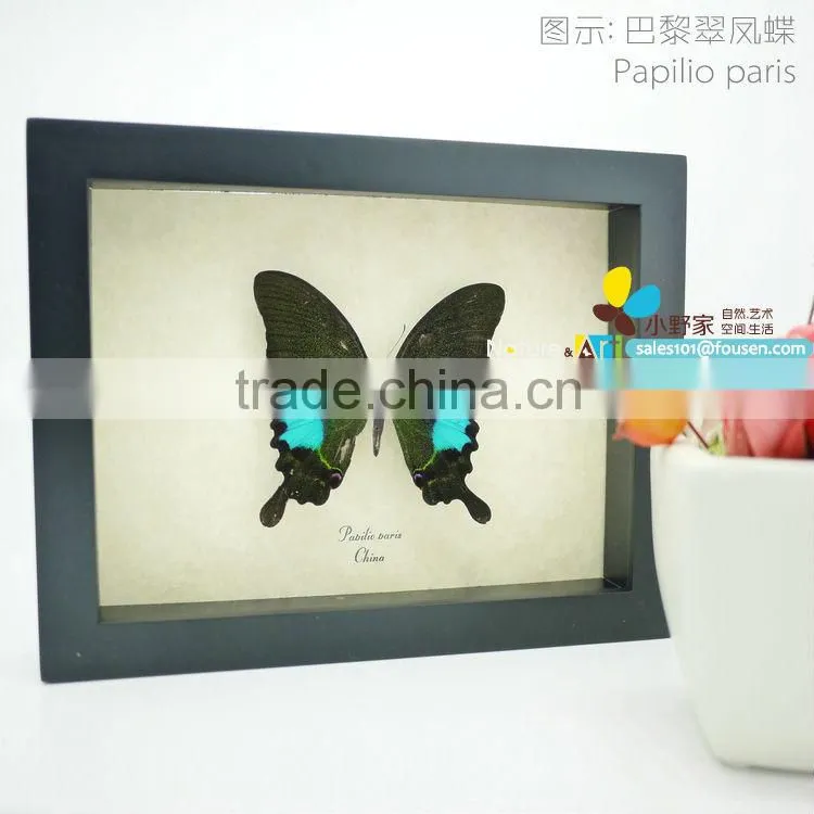 FOUSEN(017) Nature& Art natural species gifts and crafts for decoration