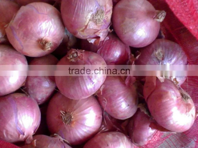new crop 5--8cm fresh red onion