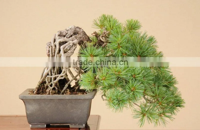 Japanese bonsai