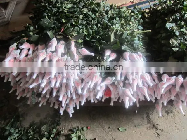 Wholesale Grade A Fresh Roses From India Fresh Rose Petals