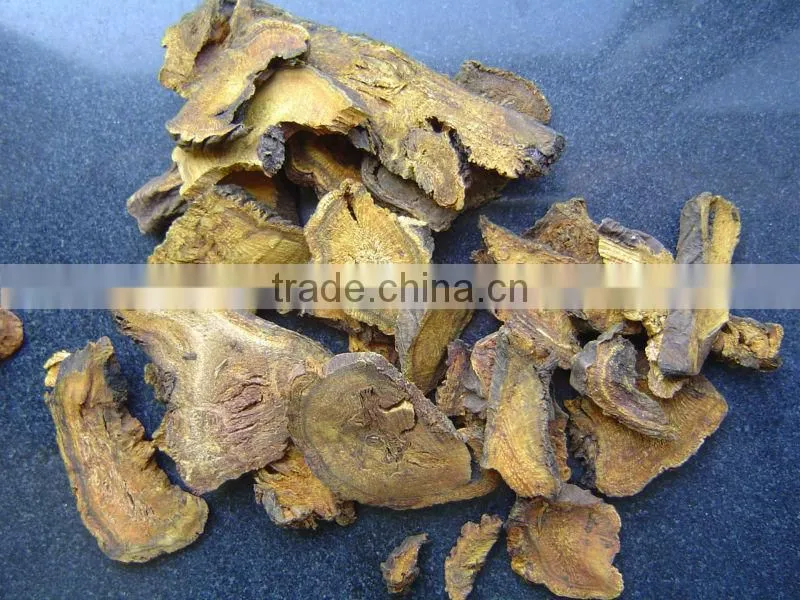 Rhubarb root