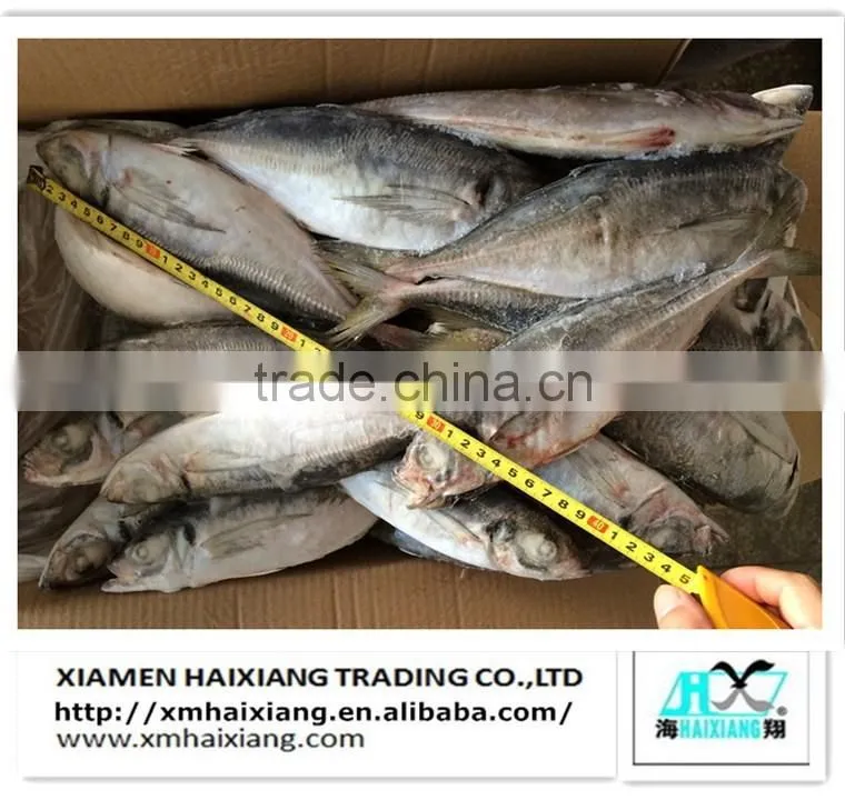 Frozen whole horse mackerel fish