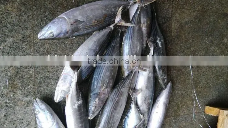 frozen bonito sarda sarda 750-1000G