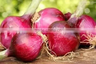 frozen onion