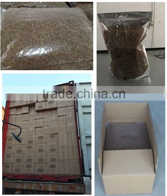 Lower Price Dried Mealworms for pets, birds, chickens