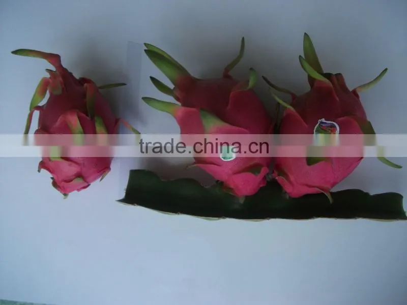 100% Natural Fresh Dragon Fruit from Vietnam-Ms Ha 84974258938