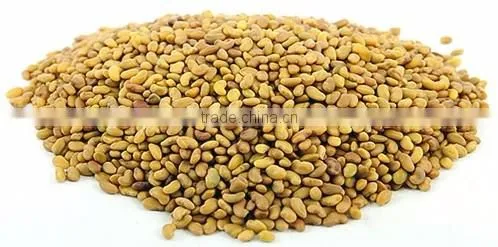Lucerene Seeds (Medicago Sativa, Alfalfa Seeds)