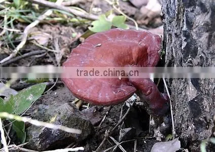 BNP Supply High Quality Reishi Mushroom Capsule