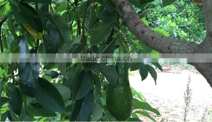 avocado tree seedling