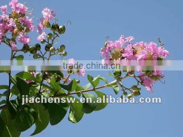 Selling 100% Natural High Quality Lagerstroemia speciosa Extract Powder