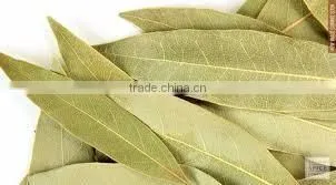 Bay Leaf oil (Cinnamomum tamala)