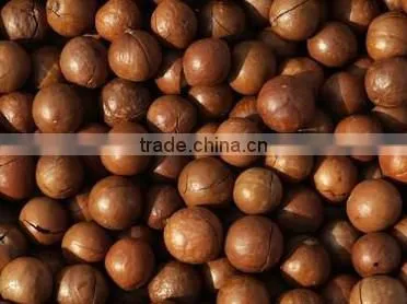 new type macadamia nut cracker machine/macadamia nut opening machine/macadamia nut tapping machine