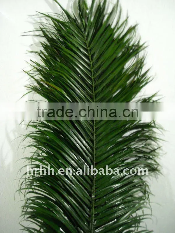 Chrysalidocarpus