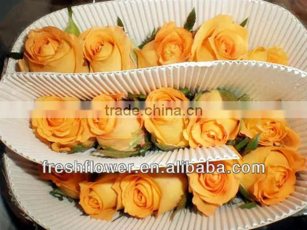Fresh flower of multi-color rose