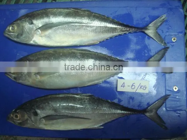 Mackerel fish