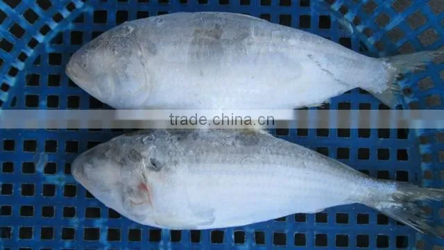 FROZEN SARDINE