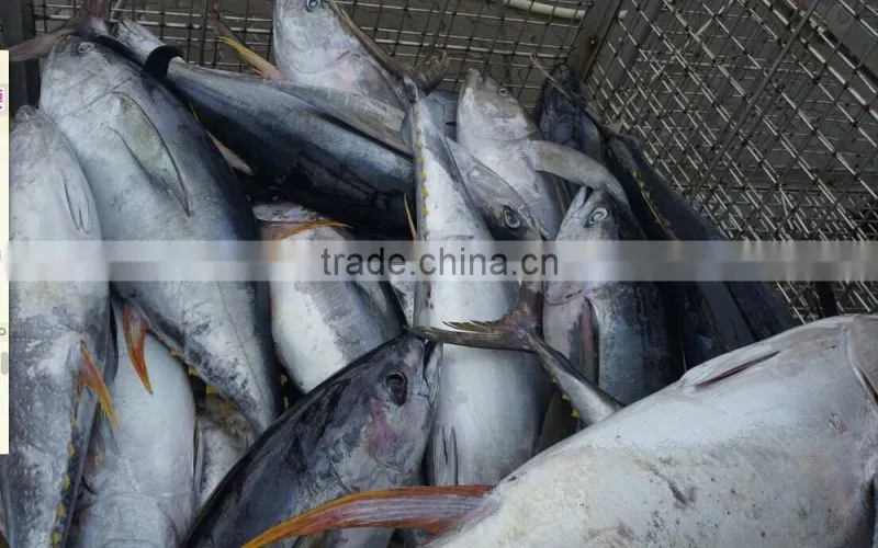 frozen yellow fin tuna