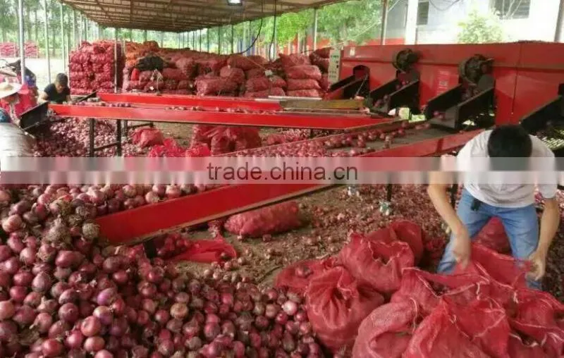 2016 new crops red onion