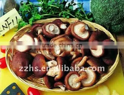 Canned Shitake Mushroom
