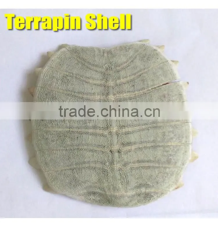 Natural Premium kg ODM OEM Trionyx shell personal care powder