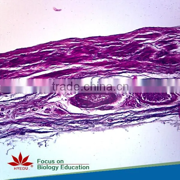 100pcs/set histology and embryology microscope glass slides