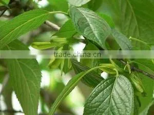 98% Magnolol Herbal Extract