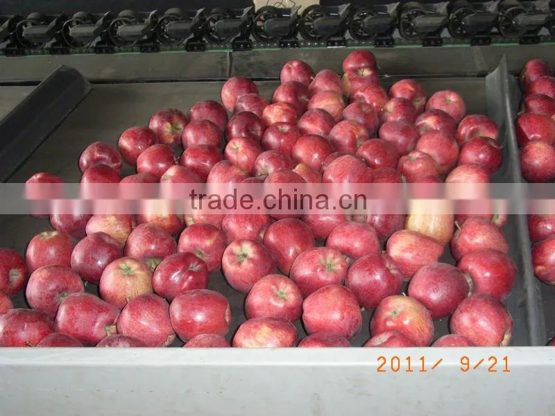 shandong fresh red fuji apple