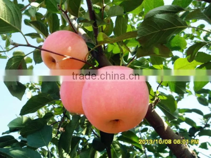 Fresh Apple From China Best Price export