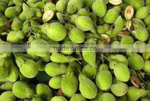 2016 Newly Chinese High Quality Agarwood Seeds For Growing