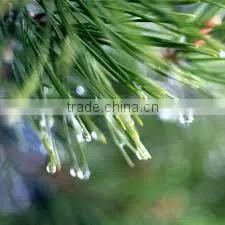 Balsam oil